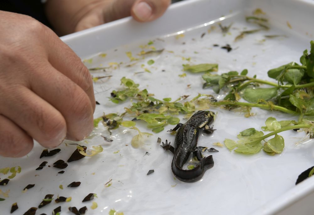 The Hong Kong Newt has a brown body with orange blotches on its belly. There is a gradual increase in the number of the newt after the improvement works are completed. The result is encouraging.