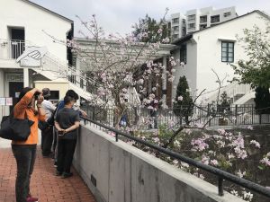 The surroundings of the Academy are beautiful, with a sea of flowers surrounded by green, which attracted many people to make a trip and take photographs.