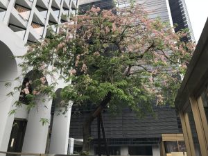The developer took special care of the Pink and White Shower tree (Cassia javanica variety indochinensis) beside the hotel during the works to make sure it would not be affected. Now, the tree has sprouted flourishing leaves and flowers, thus adding graceful bearing and new colour to the building.