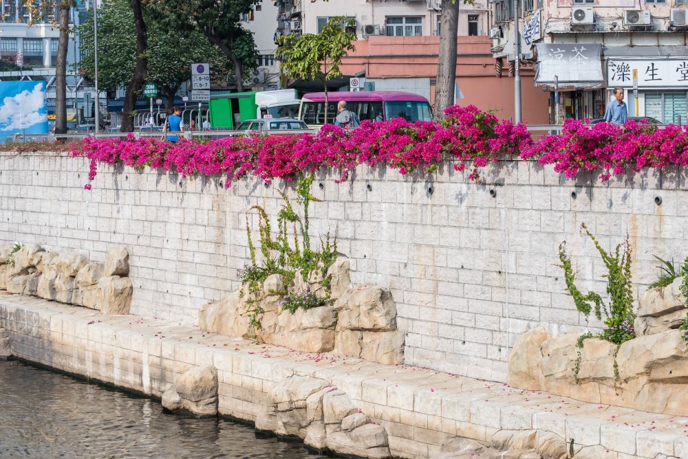 The DSD implemented Kai Tak River Improvement Works in phases starting from 2011 by injecting various greening and ecological elements along the banks of the river, such as growing different types of plants (e.g. Bougainvillea spectabilis), placing imitation rocks in the riverbed to offer a rest place for fishes and birds (e.g. little egret).