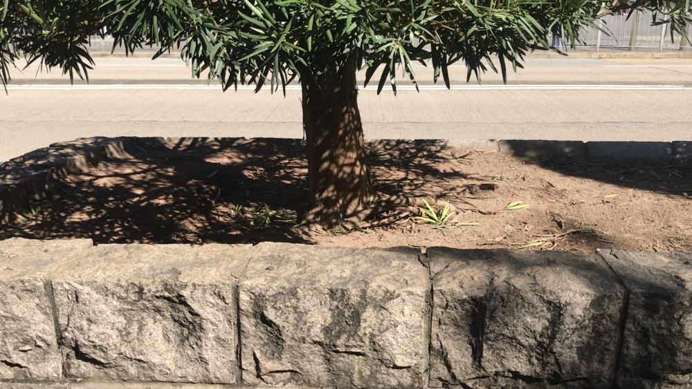 Departments will inspect the feasibility of expanding the of existing tree pits and the potential of linking the soil volume below the pedestrian paths before replanting trees, with a view to providing a better growing environment for the new trees.