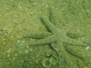 After the Lung Mei Beach project has been completed, various relocated species have appeared again near the beach, including sea cucumbers and starfish. Pictured is a starfish.