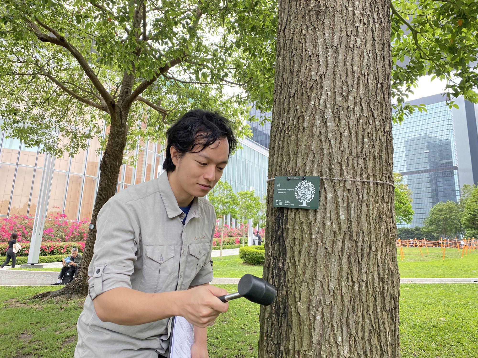 Field Officer (Tree Management) of the GLTMS of the DEVB, Mr LAW Po-ching, is demonstrating the use of an ancillary tool (e.g. plastic mallet) to tap the trunk to assess its structural condition.
