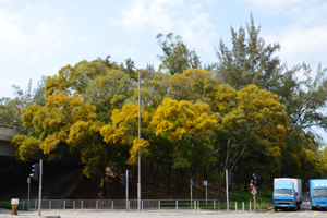Every year after springtime, we can often see seas of golden Acacia flowers blooming across the territory.