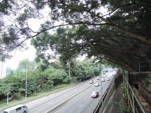 台灣相思在本港雖是外來樹種，但卻常見於許多路旁的人造斜坡上。