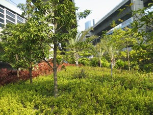 The greening works at Lai Po Road, Sham Shui Po.