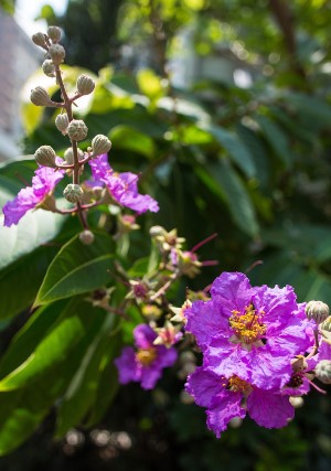 	The Lagerstroemia speciosa (Queen Crape Myrtle) is a common landscape tree for its floral interest.” 