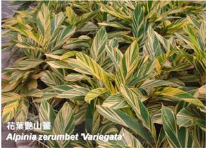 Shrubs with colourful or variegated leaves, such as Alpinia zerumbet ‘Variegata’ (Variegated Shell Ginger), not only beautify the cityscape, but are also cost-effective in terms of maintenance.