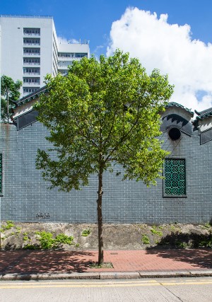 The evergreen Cinnamomum burmannii (Batavia Cinnamon) not only provides shade, but also minimises the risk of damaging the pavements thanks to the non-intrusive nature of its roots.