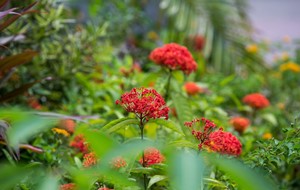 The planting of Ixora chinensis (Chinese Ixora) not only promotes biodiversity and ecological conservation, but also enhances public knowledge of our native plants.