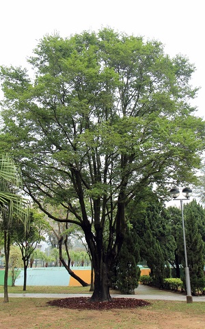 The incense tree is a native tree species
