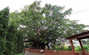 The Kam Tin "Tree House"