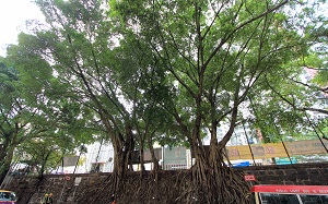 石牆樹羣為市區提供了大片綠蔭