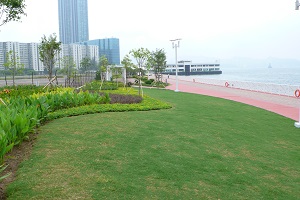 The undulating lawn along the Hung Hom Harbourfront