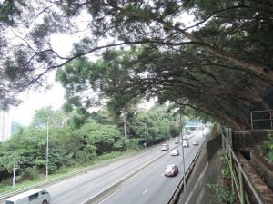 香港在早期植林時，為了防止水土流失，引入了一些外來樹木物種，例如圖中的台灣相思。