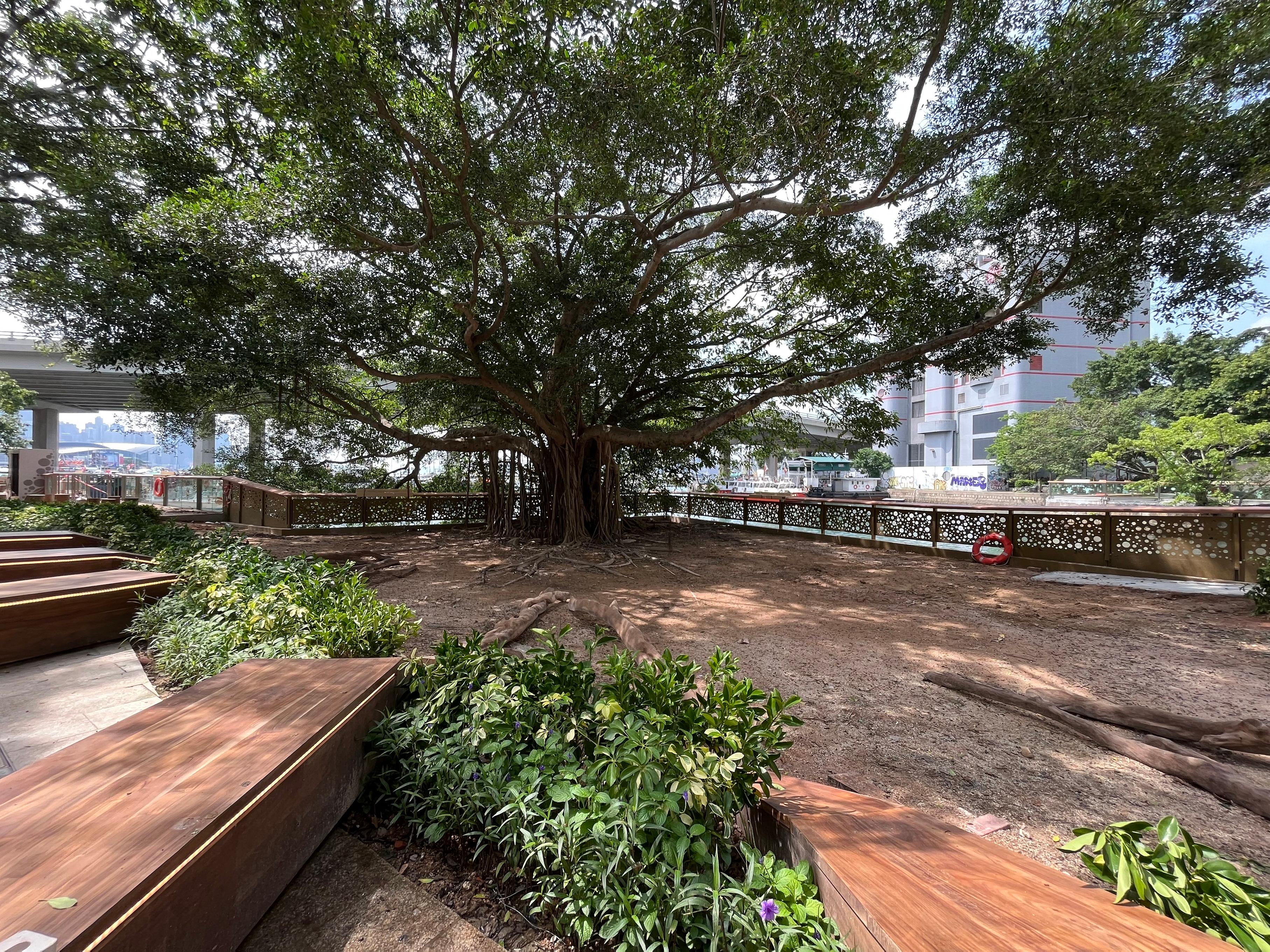 The Revitalised Typhoon Shelter Precinct at the Causeway Bay Typhoon Shelter waterfront of Victoria Park Road will be officially opened next Friday (September 9). The Precinct has beautified the 150-metre-long promenade, which was formerly known as Ah King's Slipway, with the preservation efforts of a large banyan tree nearby. More greenery, outdoor tables and chairs, as well as shading facilities will be provided.