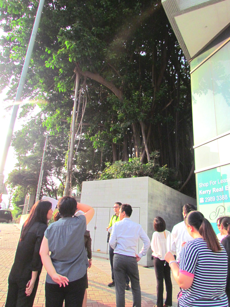 During field demonstration on tree care, we explain to property management staff that trees on the pedestrian walkways may also be within their premises.
