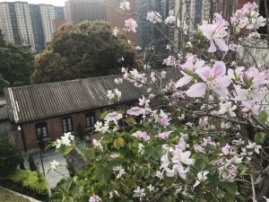 The surroundings of the Academy are beautiful, with a sea of flowers surrounded by green, which attracted many people to make a trip and take photographs.