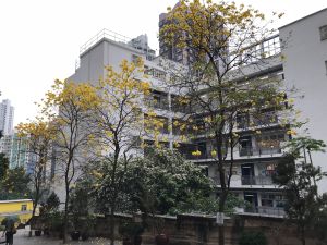 Mr TANG introduces the Tabebuia chrysantha planted in the vicinity of the U Lam Terrace in Sheung Wan.