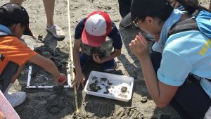 Participants of the guided tour conduct a small scale simulated ecological survey by carefully exploring various species on the sandflats.  After the survey, they place the species back to the original positions.