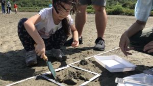 Participants of the guided tour conduct a small scale simulated ecological survey by carefully exploring various species on the sandflats.  After the survey, they place the species back to the original positions.