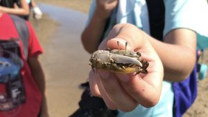 A member of the HKUST teaching staff shows participants a type of Uca borealis and then places it back to the original position.