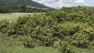Pictured is a mangrove in Shui Hau, a breeding and nursery ground for various kinds of juvenile fish, crabs, shrimps, molluscs, etc.