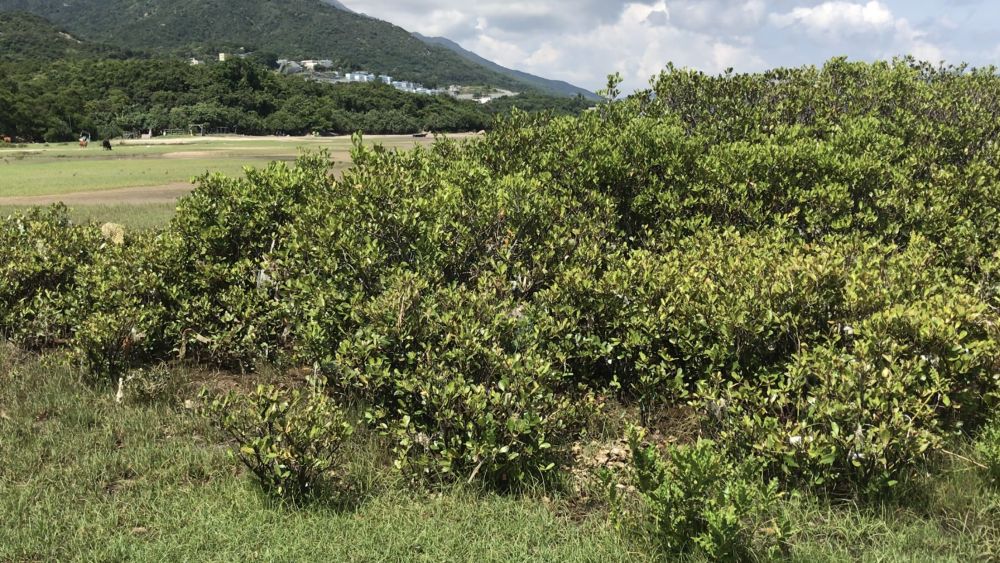 Pictured is a mangrove in Shui Hau, a breeding and nursery ground for various kinds of juvenile fish, crabs, shrimps, molluscs, etc.