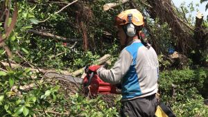 The volunteer team works with a contractor of the Leisure and Cultural Services Department to clear a fallen tree from a pavement along Kennedy Town Praya. Pictured is a staff member of the contractor handling fallen and broken trees at the scene.