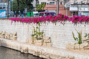 The DSD implemented Kai Tak River Improvement Works in phases starting from 2011 by injecting various greening and ecological elements along the banks of the river, such as growing different types of plants (e.g. Bougainvillea spectabilis), placing imitation rocks in the riverbed to offer a rest place for fishes and birds (e.g. little egret).