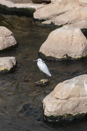 The DSD implemented Kai Tak River Improvement Works in phases starting from 2011 by injecting various greening and ecological elements along the banks of the river, such as growing different types of plants (e.g. Bougainvillea spectabilis), placing imitation rocks in the riverbed to offer a rest place for fishes and birds (e.g. little egret).