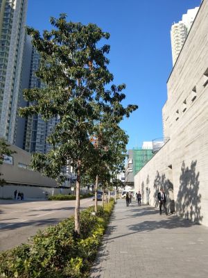 Golden Penda has essential attributes suitable for the street environments in Hong Kong.  For example, it can tolerate roadside pollution, less prone to pests and diseases, and is wind and drought tolerance.      