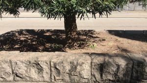 Departments will inspect the feasibility of expanding the of existing tree pits and the potential of linking the soil volume below the pedestrian paths before replanting trees, with a view to providing a better growing environment for the new trees.