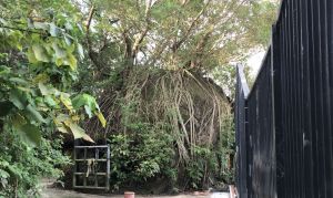 Pictured is a big boulder at the rear portion of the Cattle Depot. It is said that it used to be a bustling scene as cattle buyers would negotiate prices with sellers and place bids on the cattle behind the big boulder. 