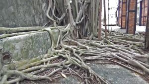 Picture shows the characteristic of blending building fabrics with the greenery in the Red Brick Column Zone.