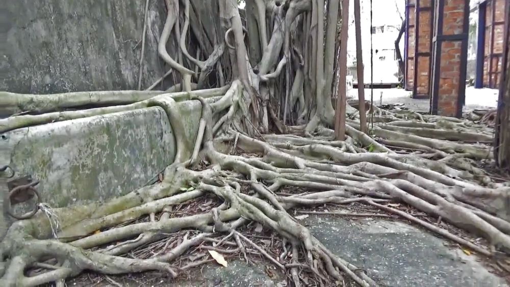 Picture shows the characteristic of blending building fabrics with the greenery in the Red Brick Column Zone.