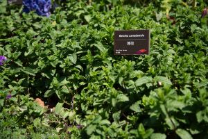 There are edible and medicinal plants in the Horticultural Garden. It highlights the aesthetic values of edible and medicinal plants, and may hopefully arouse city dwellers’ interest in urban farming. Pictured is an edible plant of Mint.