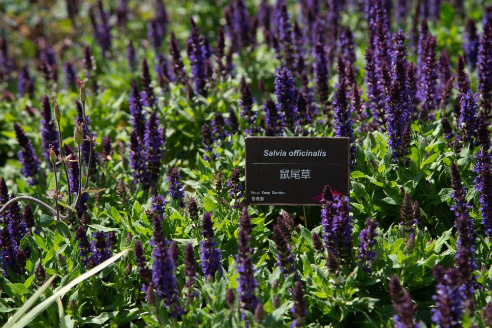 A medicinal plant of sage.