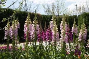 Foxglove