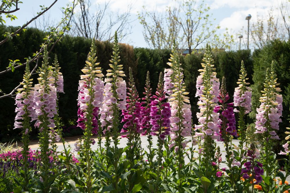 Foxglove