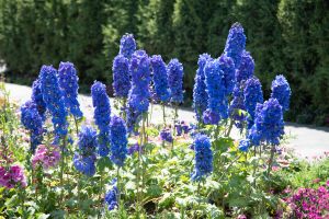 Delphinium