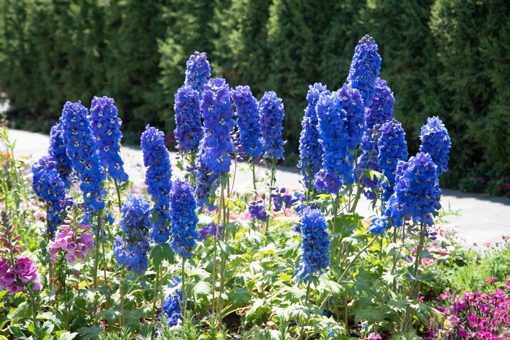 Delphinium