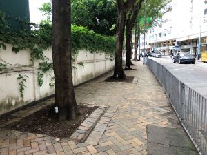 Pictured are trees in Wan Chai district with sensors installed.