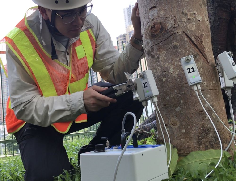 A sonic tomograph is used to help assess the internal condition of a tree.