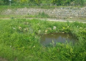 The DSD project team has re-arranged rocks on the riverbed to create waterways of various velocities, and grown suitable plants.