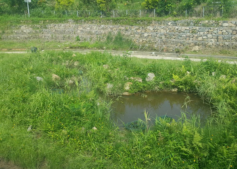 The DSD project team has re-arranged rocks on the riverbed to create waterways of various velocities, and grown suitable plants.