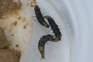 Pictured is the larvae of Luciola terminalis.