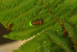 An adult Luciola terminalis is shown glowing on a leaf. (stock photograph)