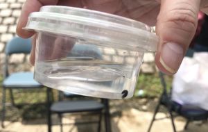 Pictured is the larvae of Aquatica ficta that live in water.