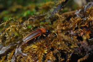The DSD restores river habitats to bring back fluttering fireflies of rare species. Pictured is an adult Aquatica ficta. (stock photograph)